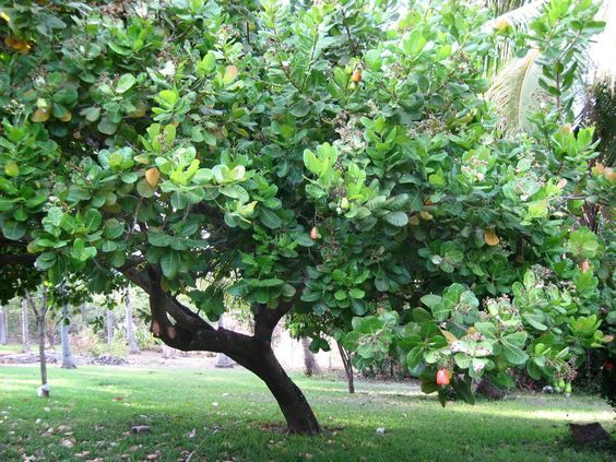Tanzanian Cashew Quality
